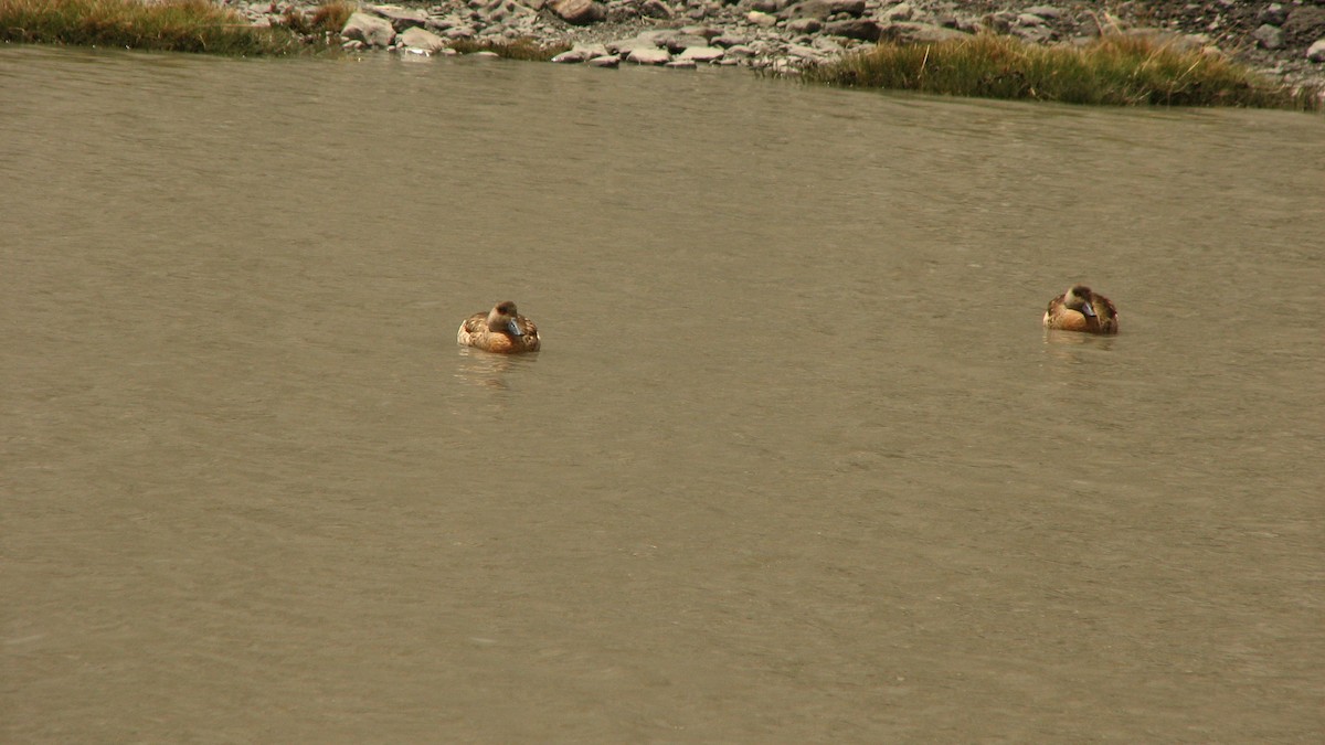 Crested Duck - ML554322291