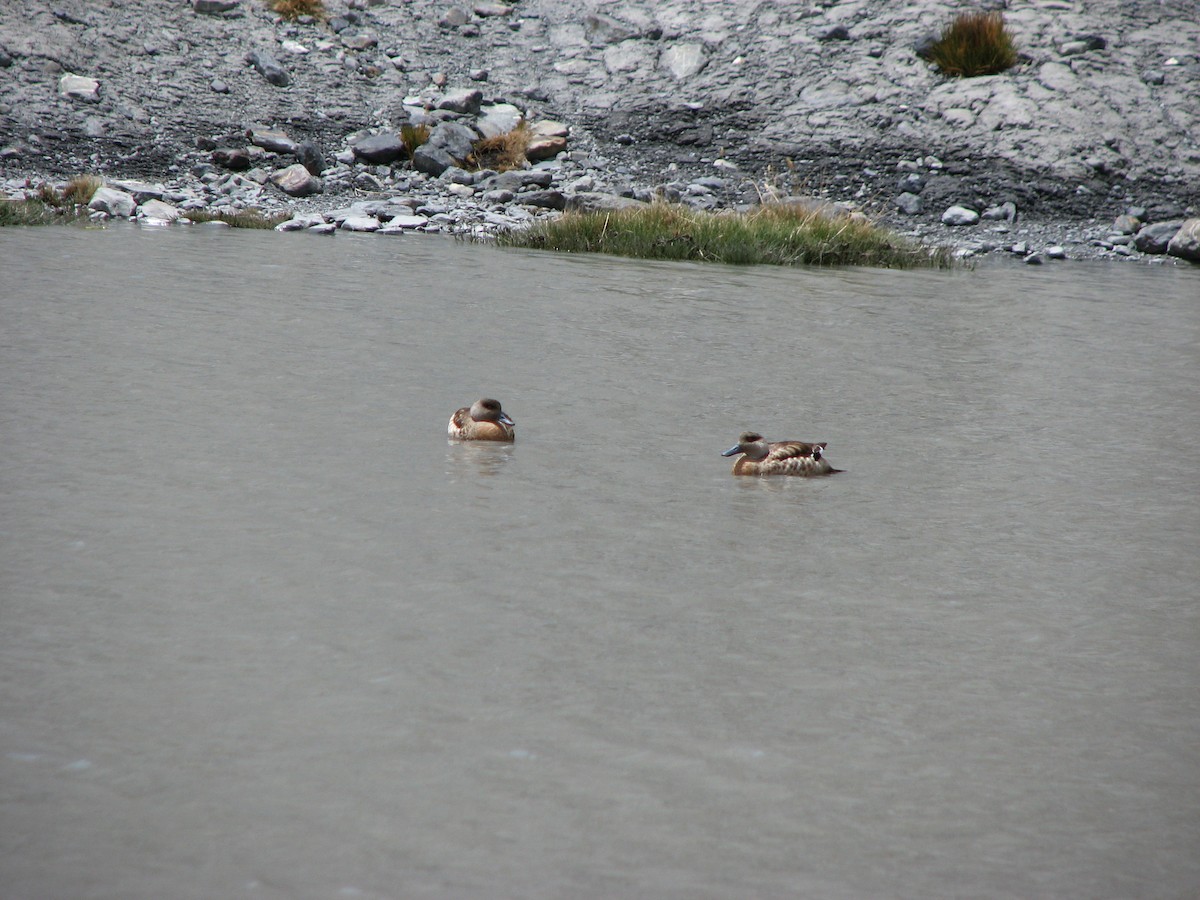 Crested Duck - ML554322301