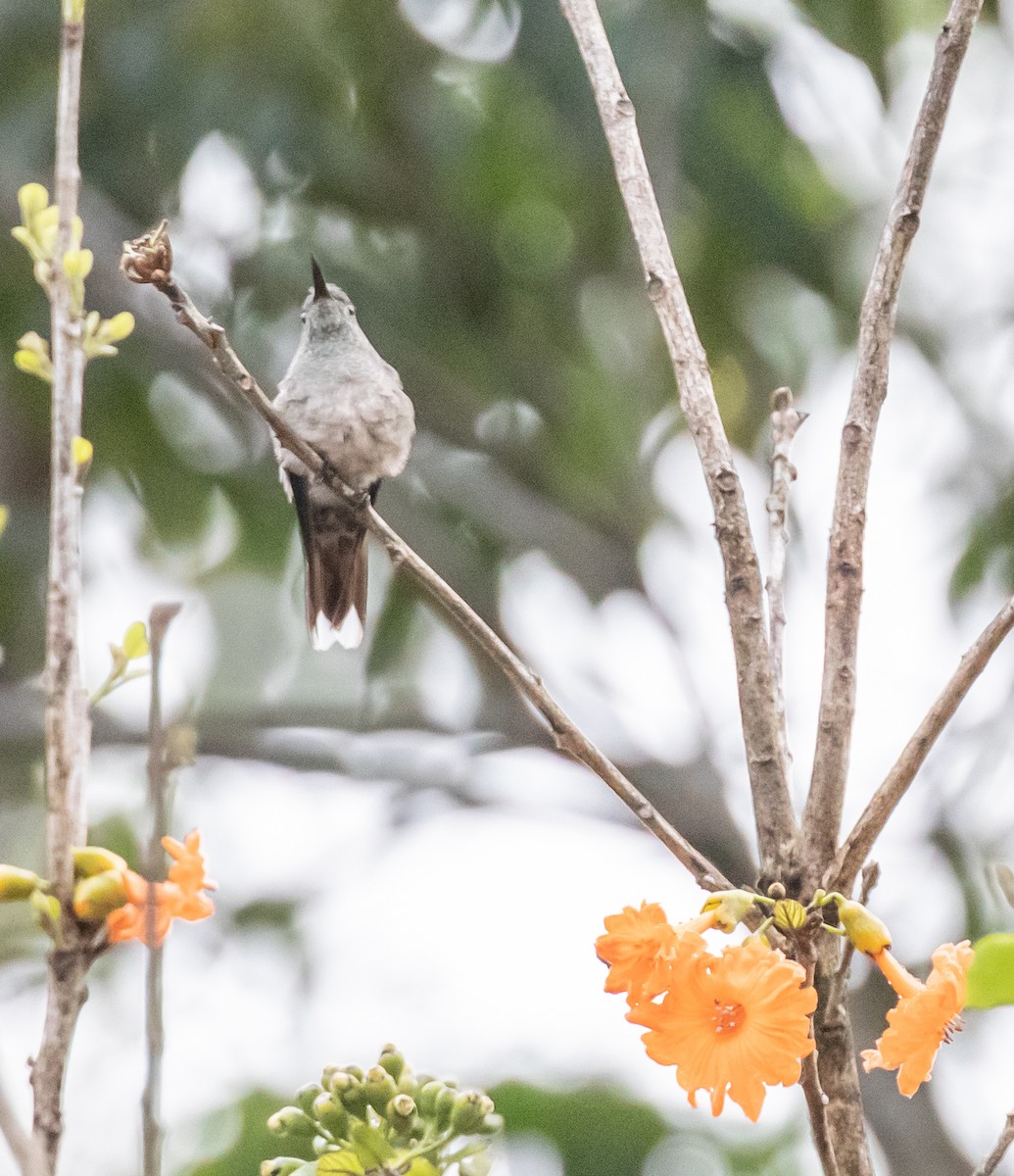 Scaly-breasted Hummingbird - ML554322751
