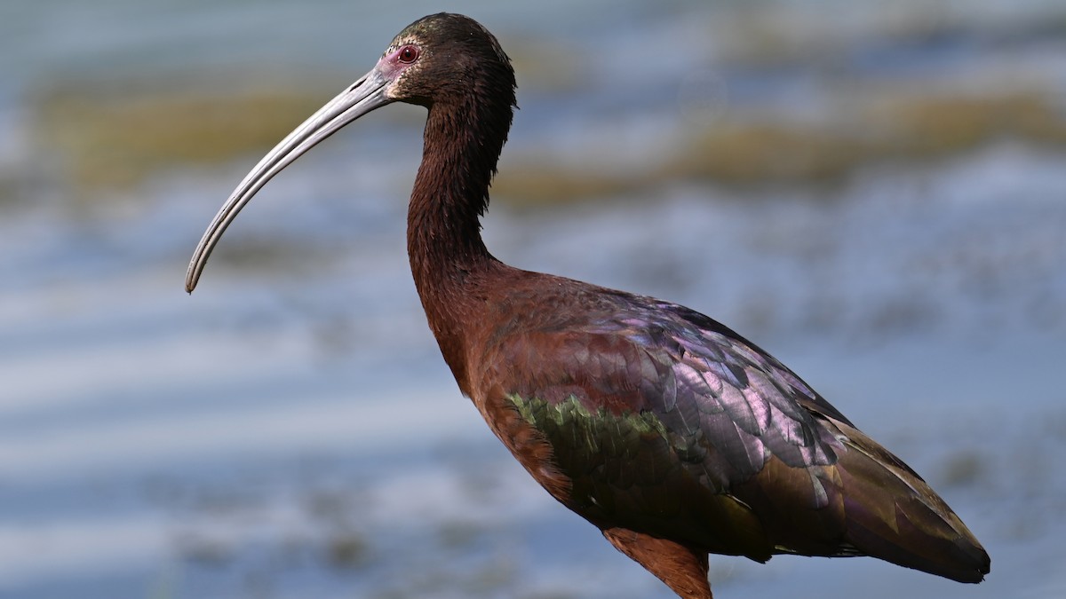 ibis hnědý x americký (hybrid) - ML554323401