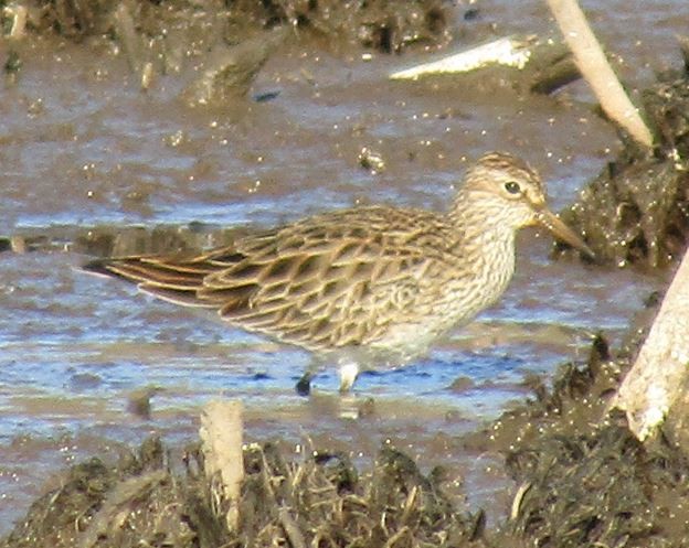 Pectoral Sandpiper - ML554325031