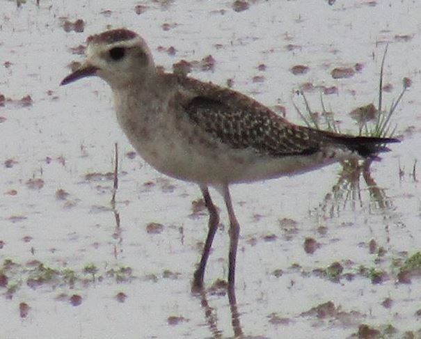 American Golden-Plover - ML554325331