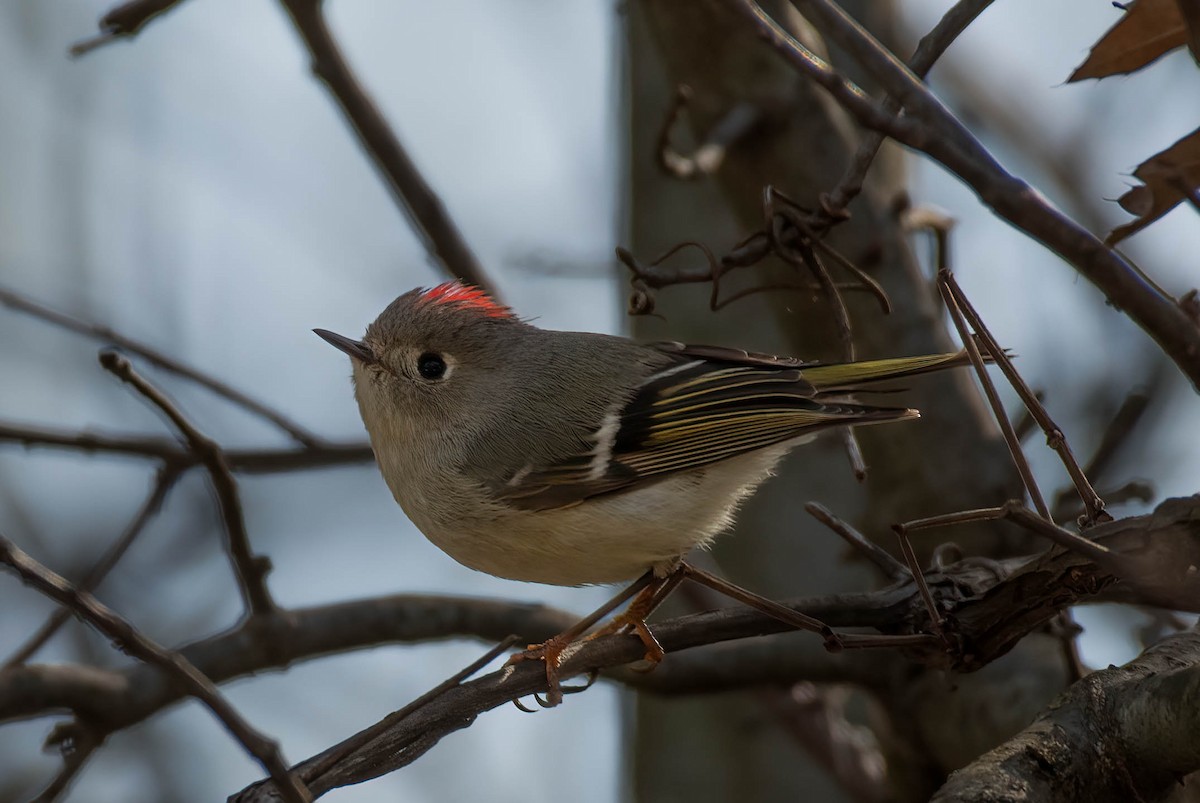 Ruby-crowned Kinglet - ML554325391