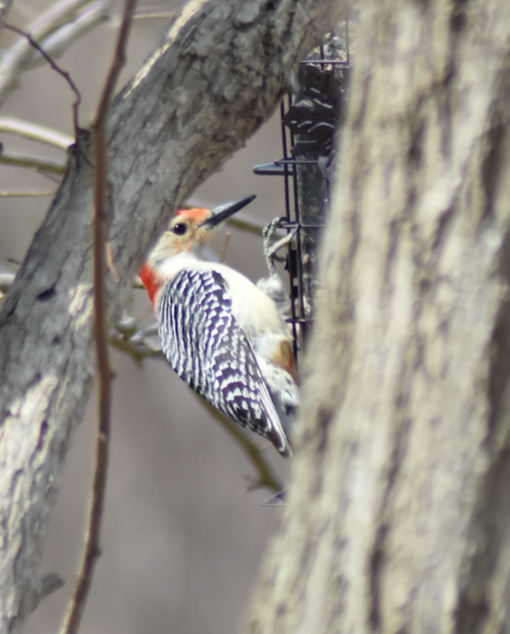 Red-bellied Woodpecker - Christy Holden