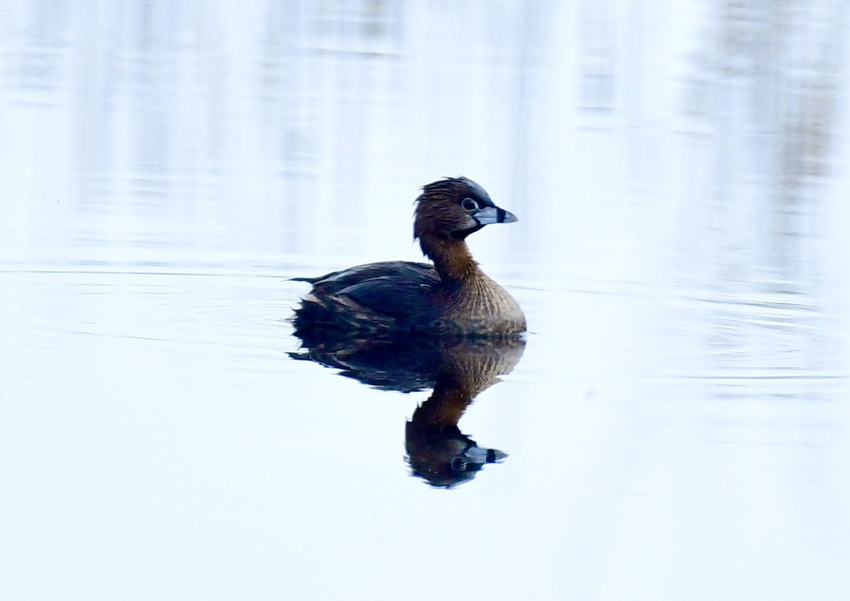 Pied-billed Grebe - ML554325871