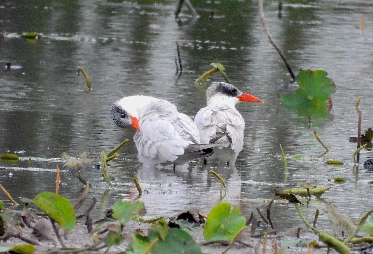 Caspian Tern - ML554327341