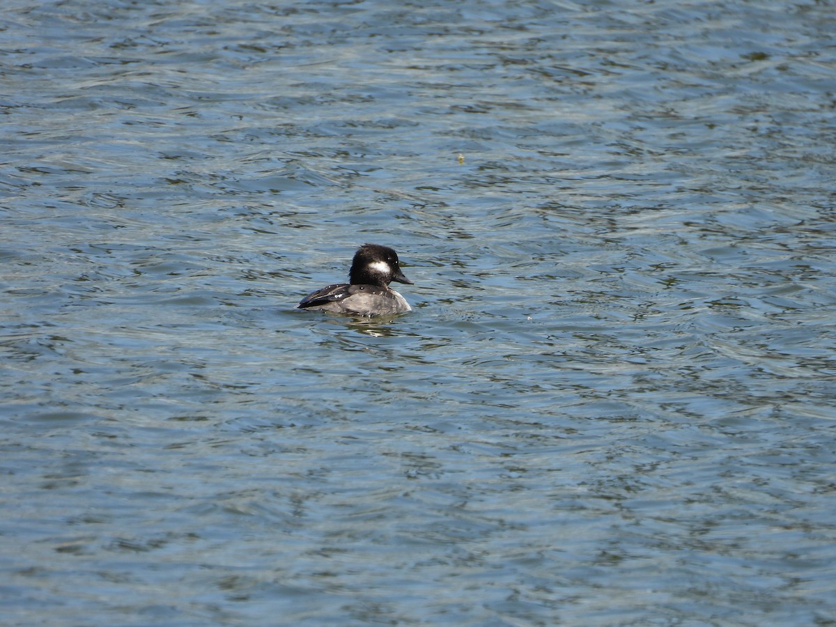 Bufflehead - ML554327381