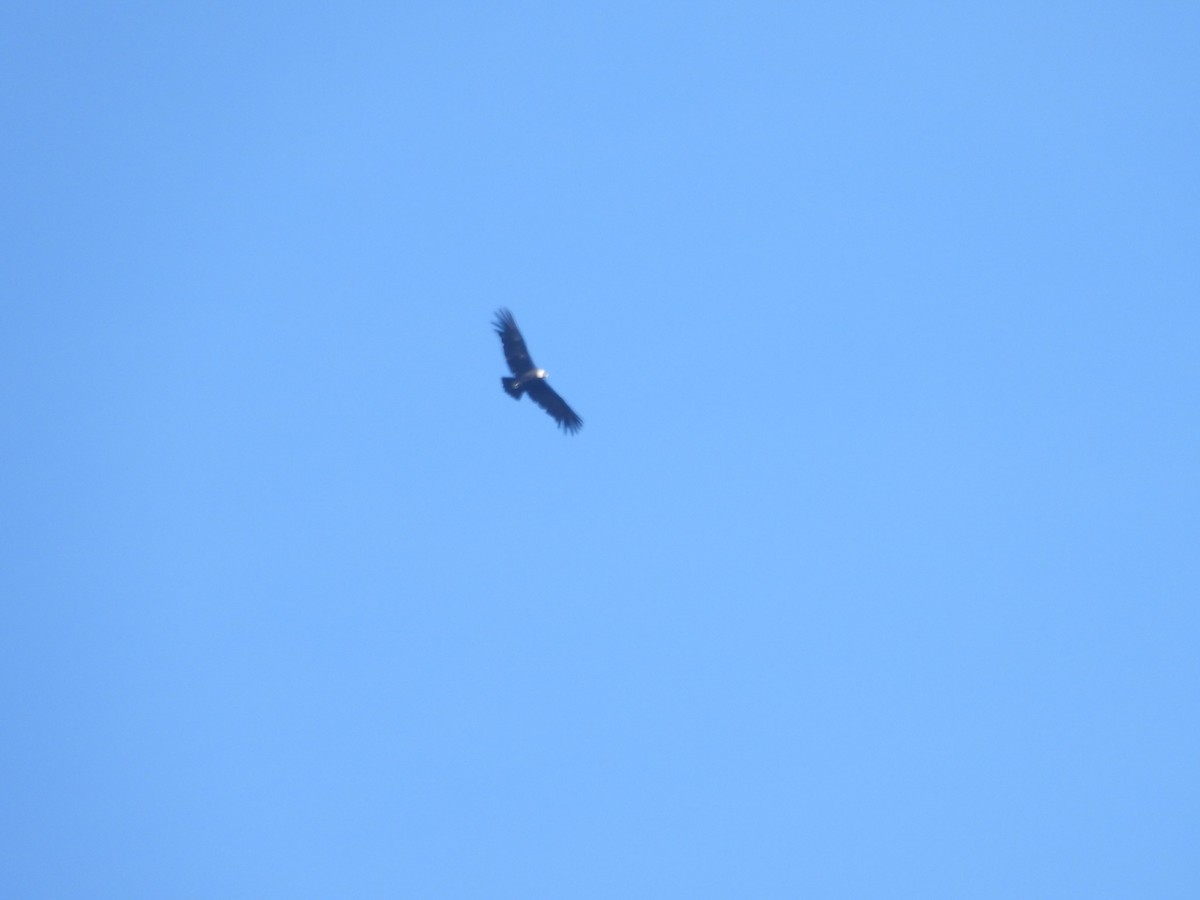 Condor des Andes - ML554328481