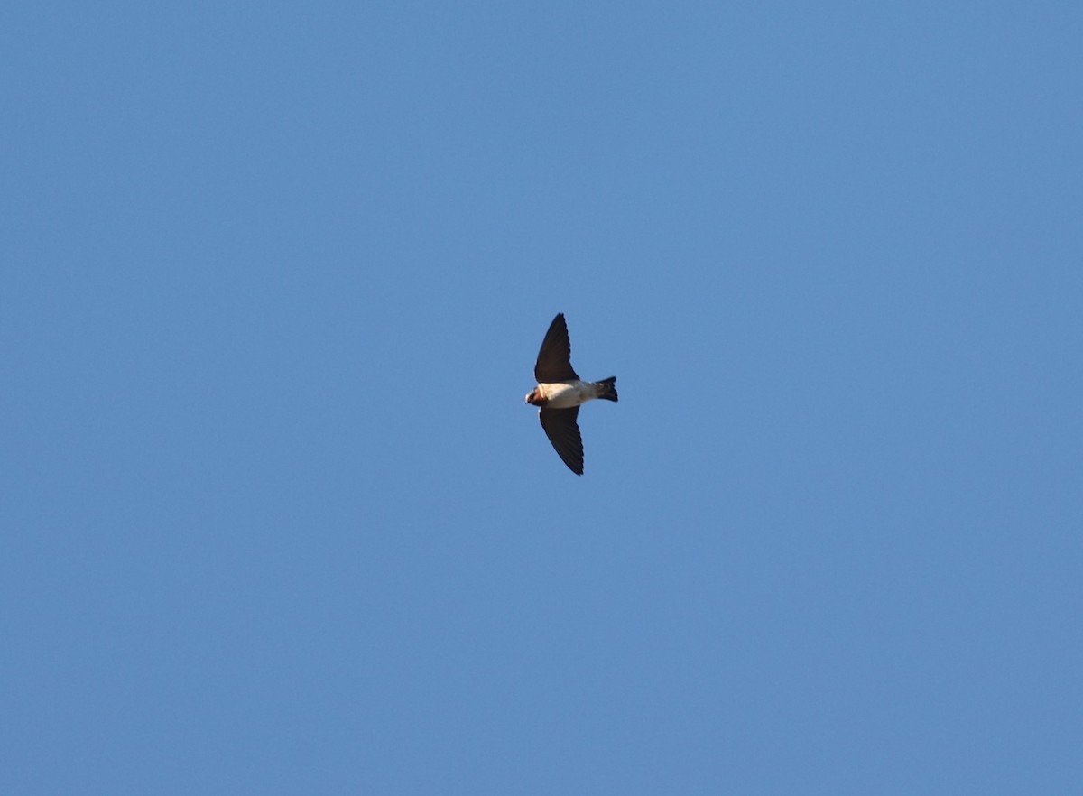 Cliff Swallow - ML554330491