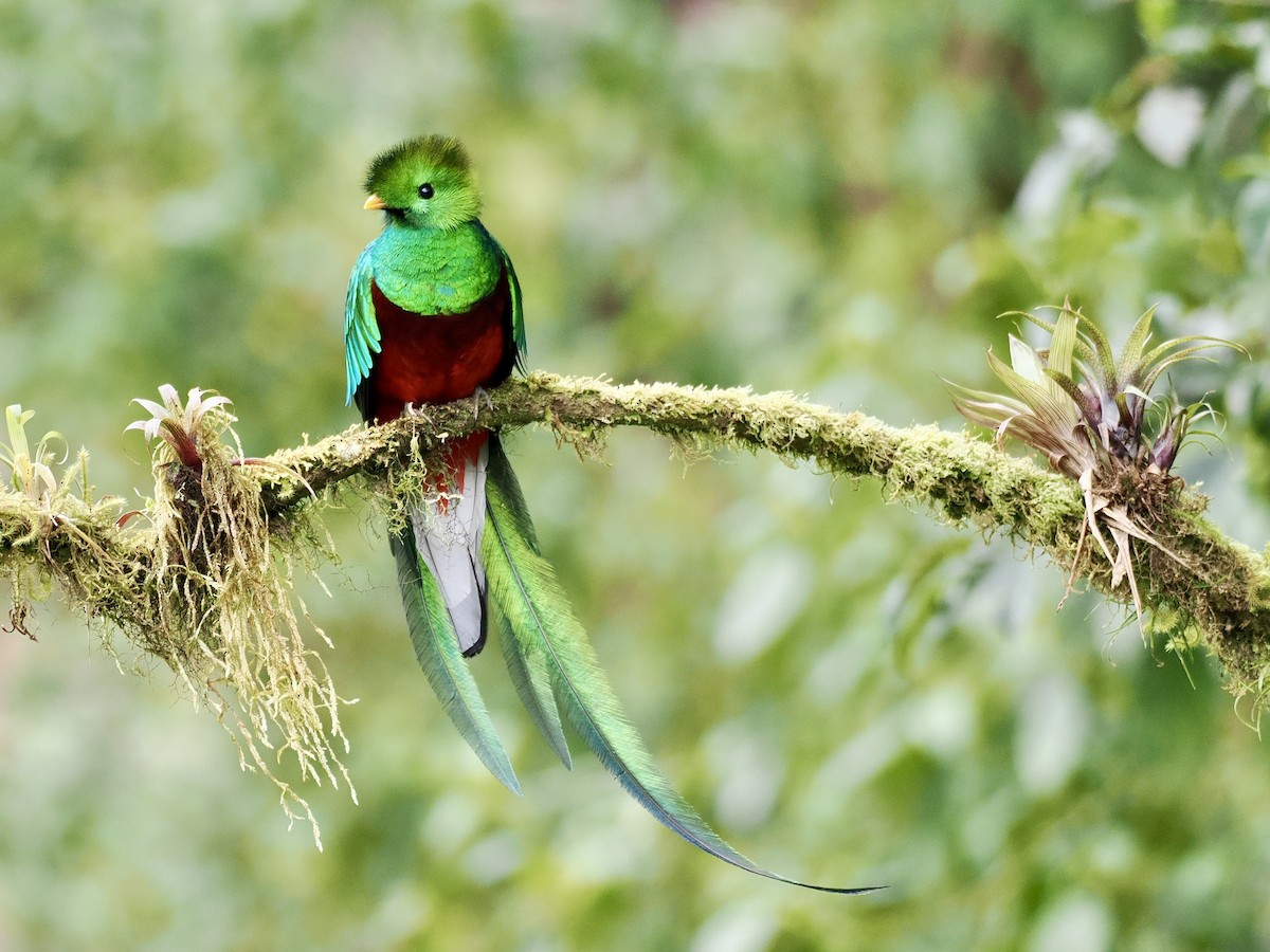 Resplendent Quetzal - Gabriel Willow