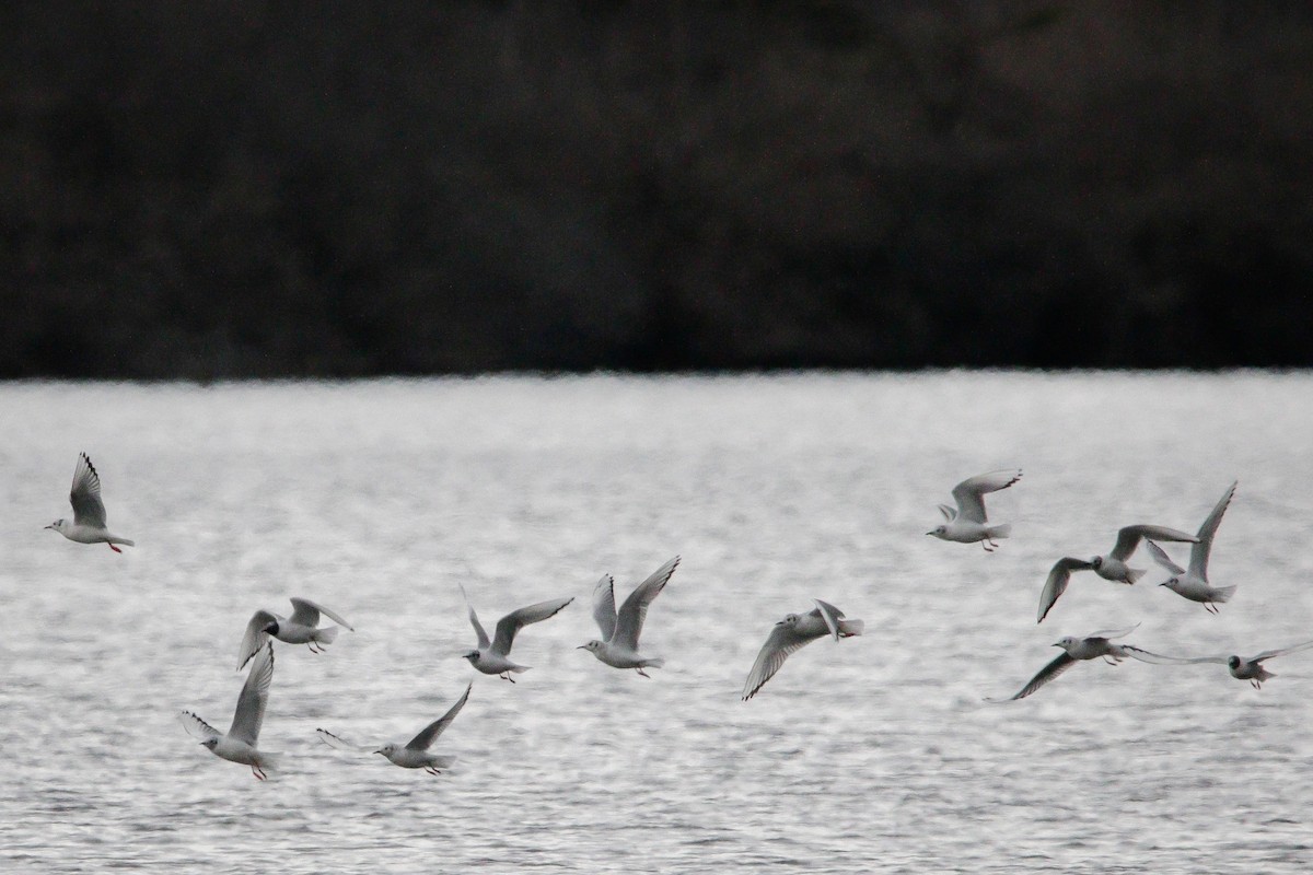 Bonaparte's Gull - ML554332761