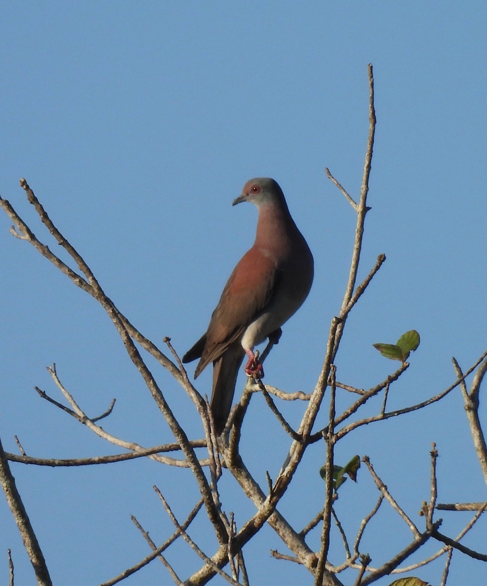 Pale-vented Pigeon - Barb Thomascall