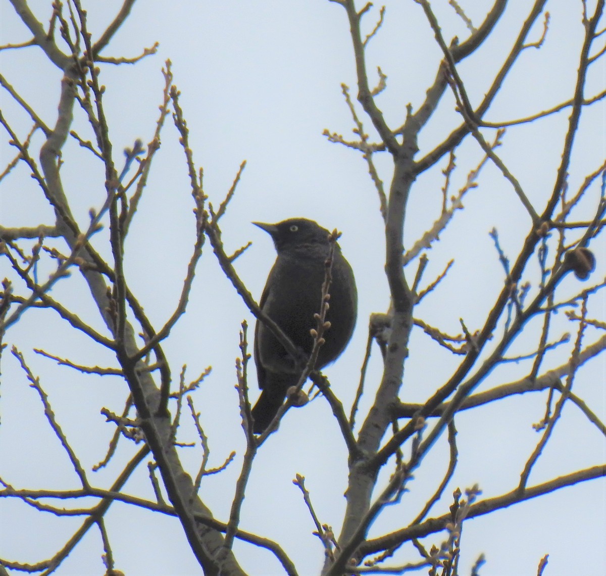 Rusty Blackbird - Mark Sweeney