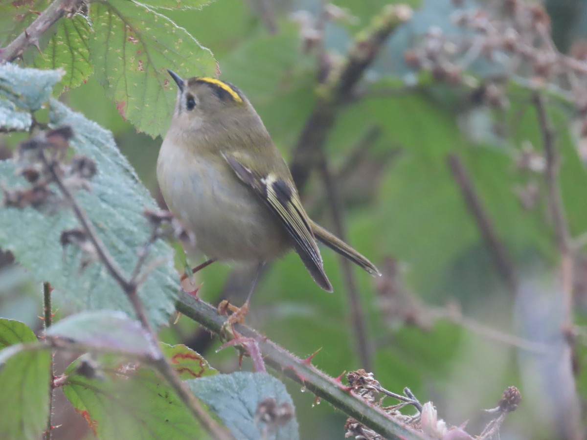 Goldcrest - ML554335851