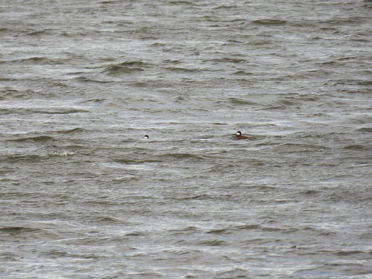 Ruddy Duck - Janet Sippel