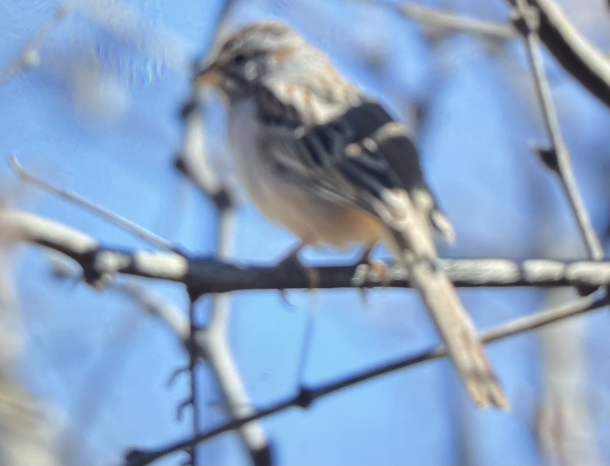 Rufous-winged Sparrow - ML554337101