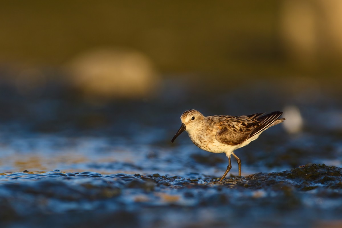 Western Sandpiper - Scott Carpenter