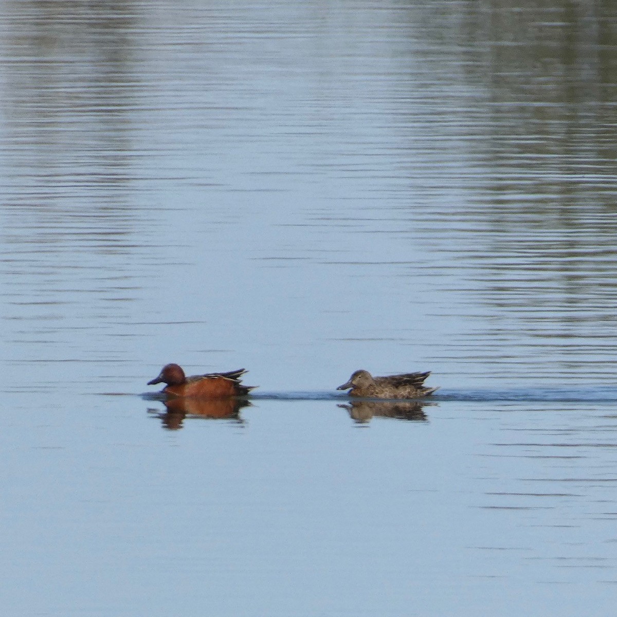 Cinnamon Teal - ML554338701