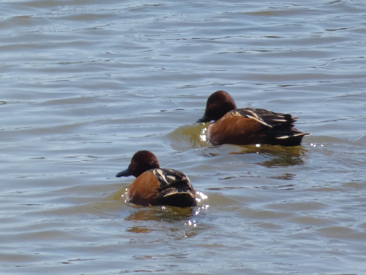 Cinnamon Teal - ML554338721