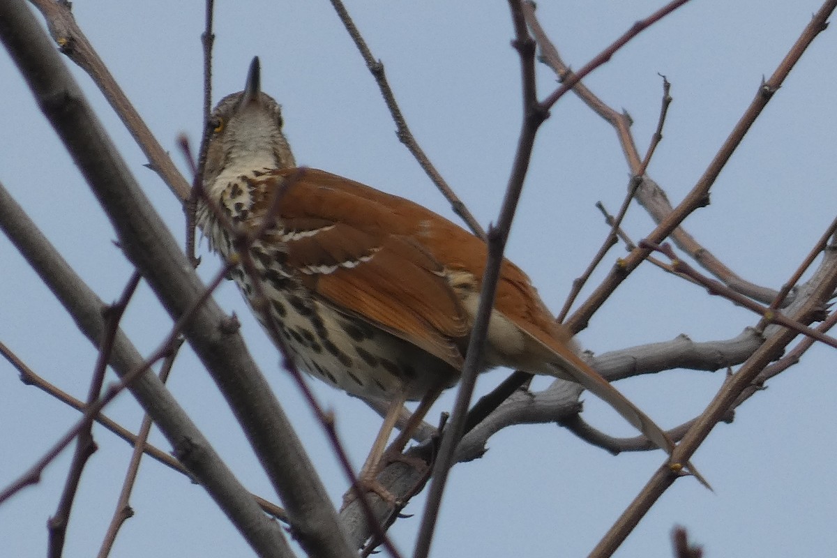 Brown Thrasher - ML554339121