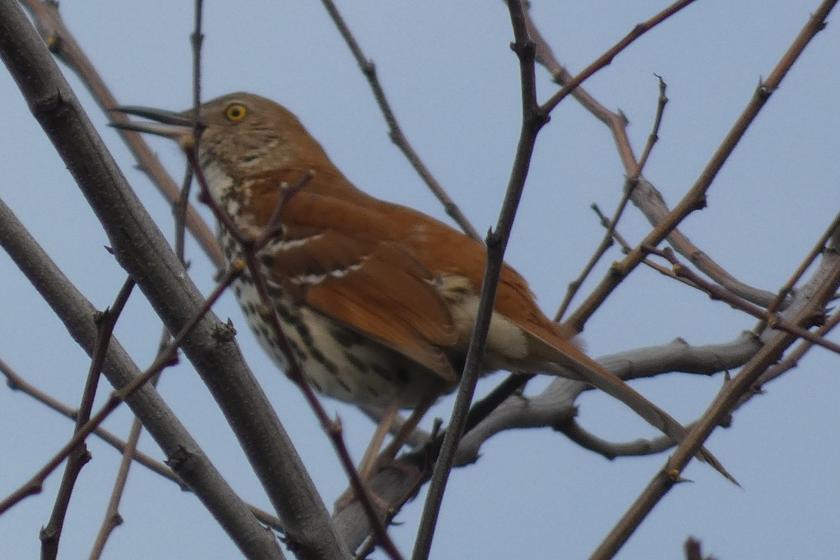 Brown Thrasher - ML554339131