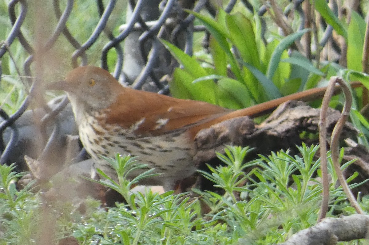 Brown Thrasher - ML554339141