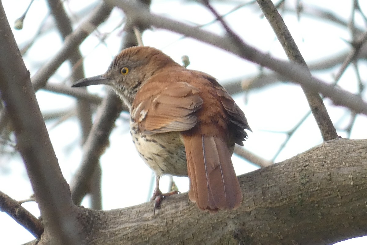 Brown Thrasher - ML554339151