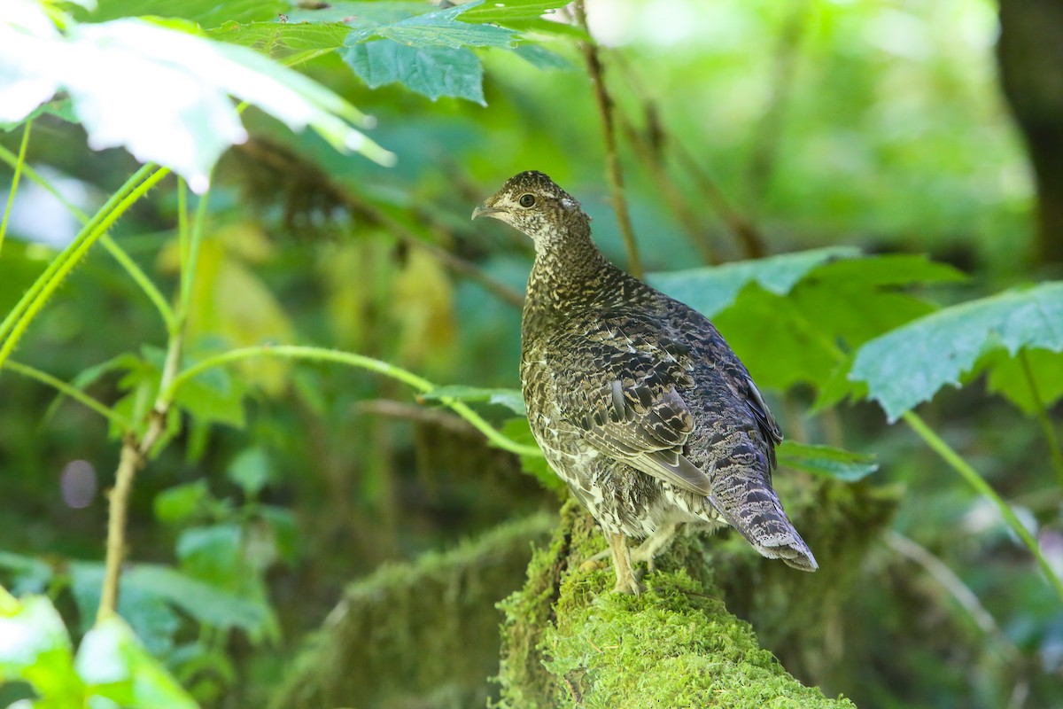 Sooty Grouse - ML554339431