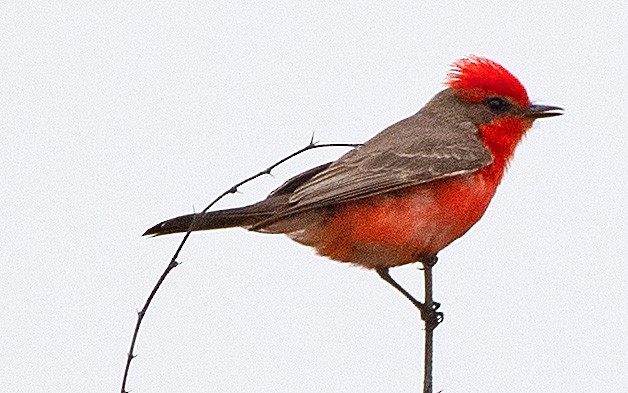 Vermilion Flycatcher - ML554340951