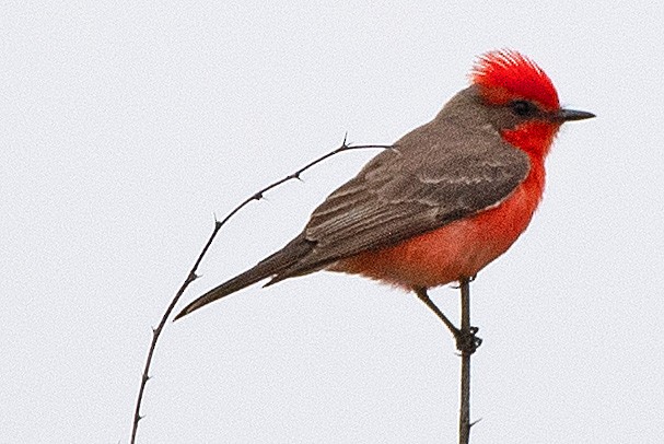 Vermilion Flycatcher - ML554340961