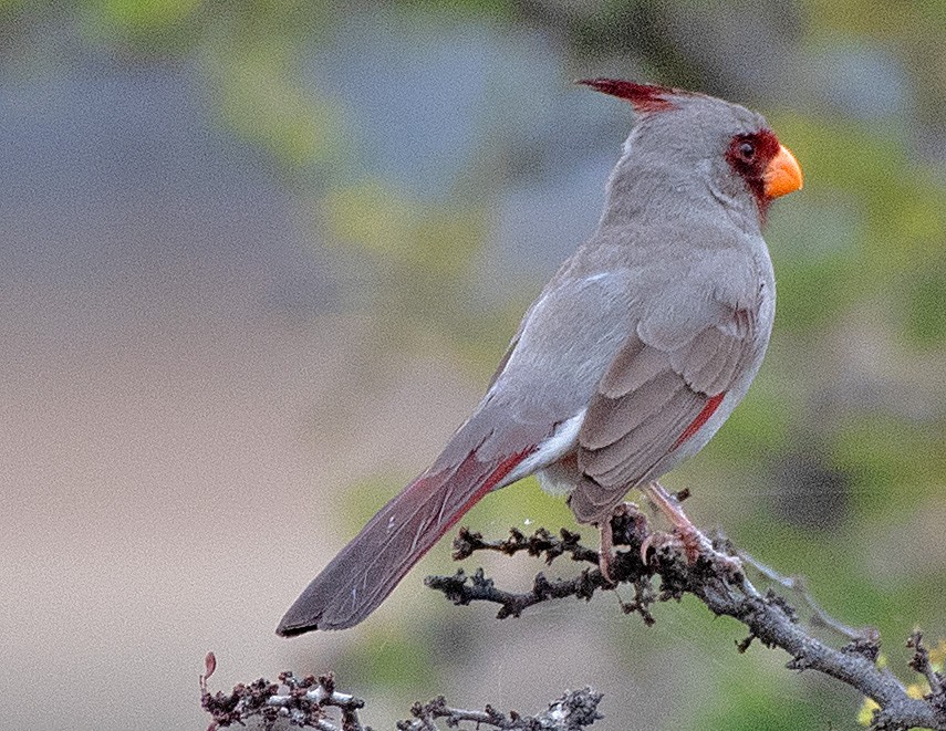 Pyrrhuloxia - ML554341271