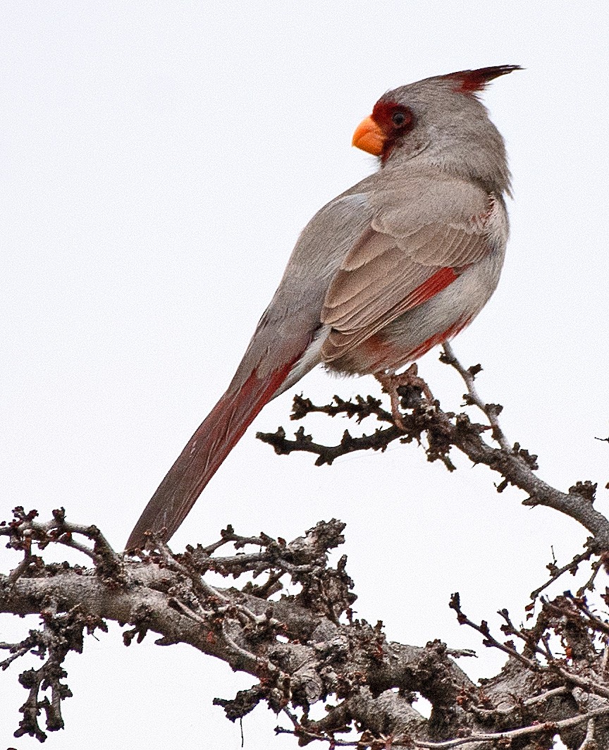 Pyrrhuloxia - ML554341281