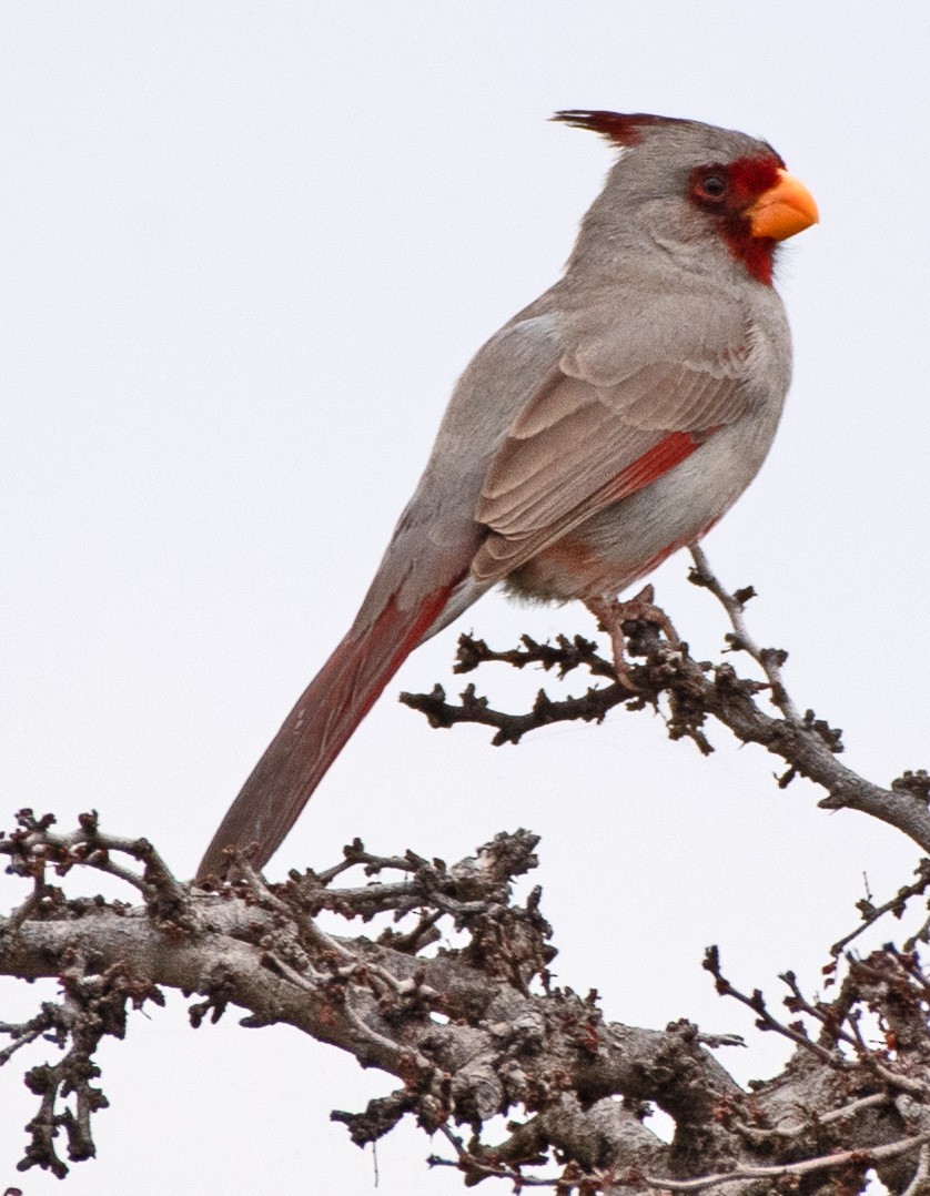 Pyrrhuloxia - ML554341291