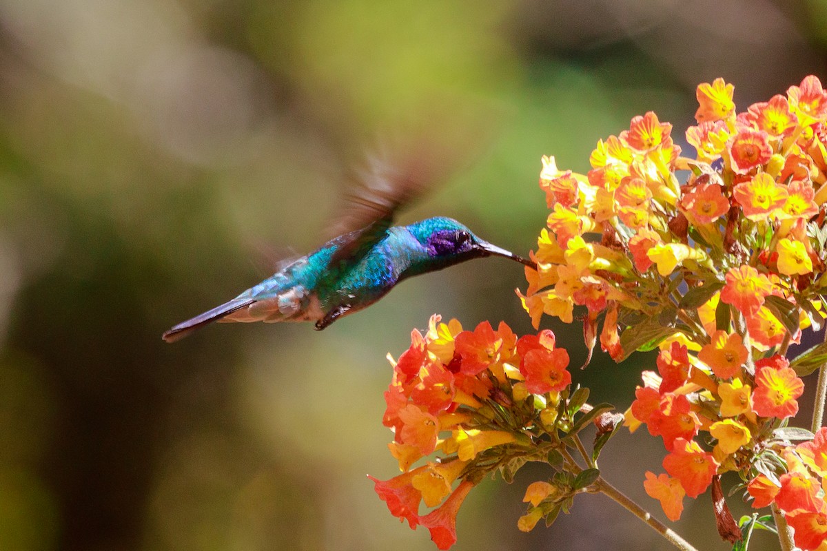 Mexican Violetear - ML554341311