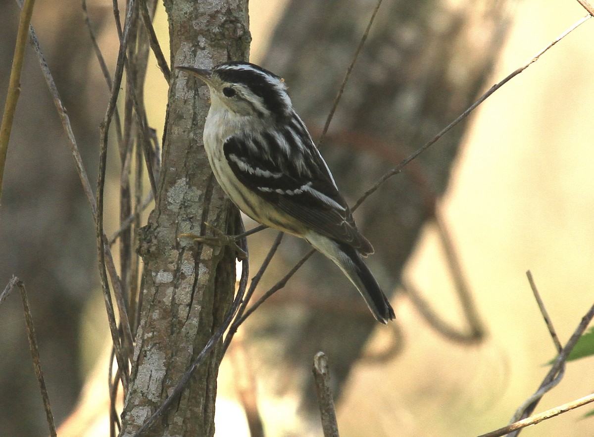 Black-and-white Warbler - ML554341831