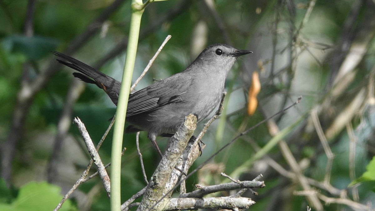 Gray Catbird - ML554342601