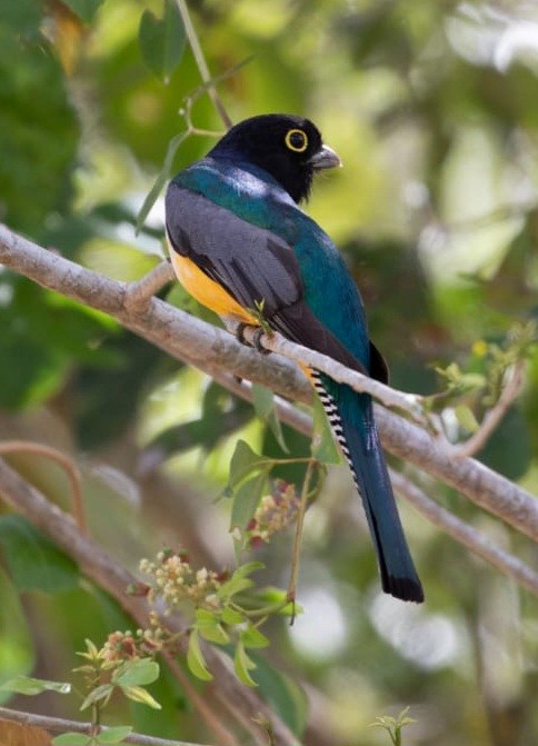 Trogon pattu - ML554342951