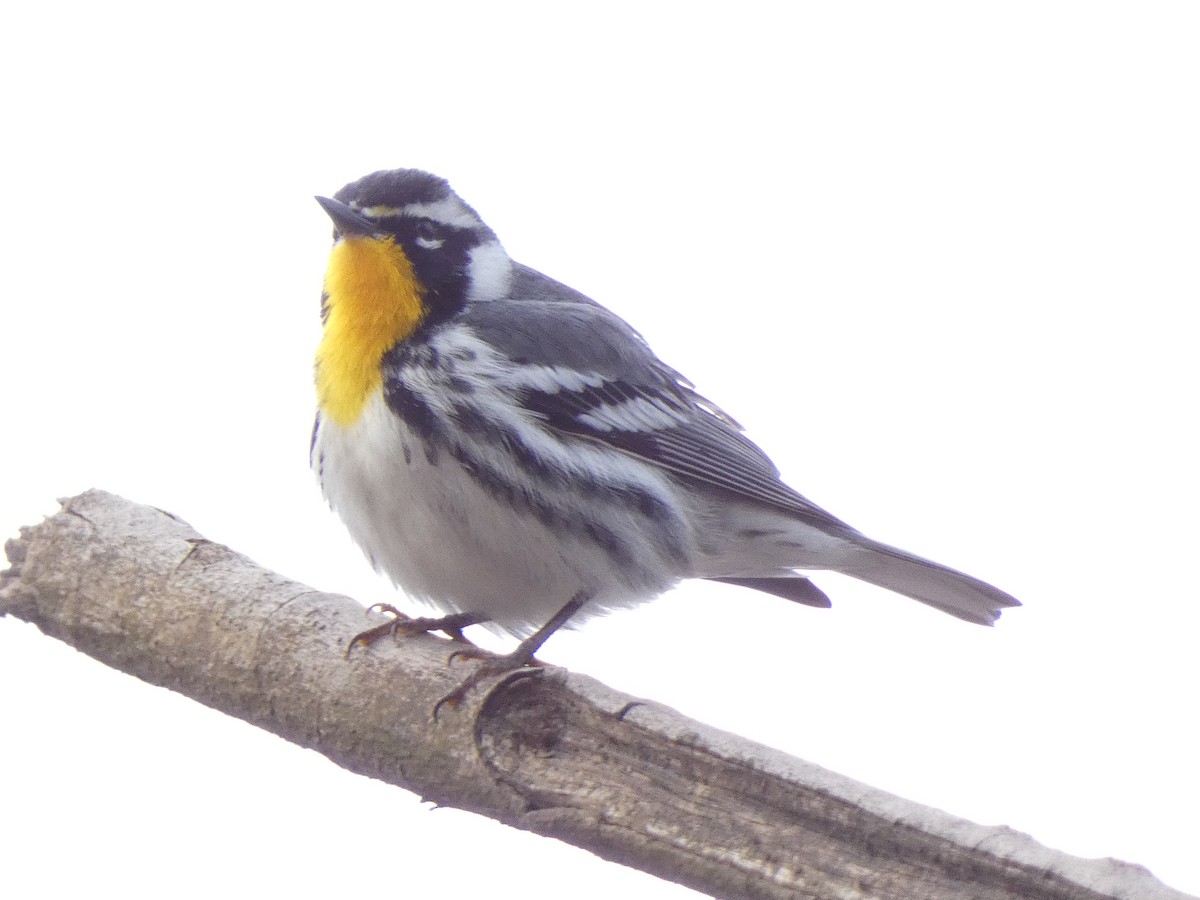 Yellow-throated Warbler - ML554343181