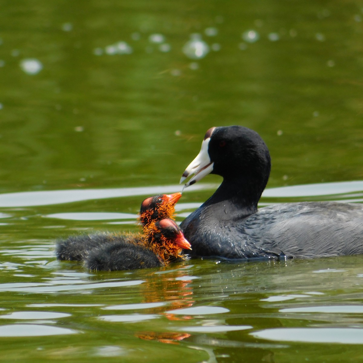 American Coot - Alberto Paz