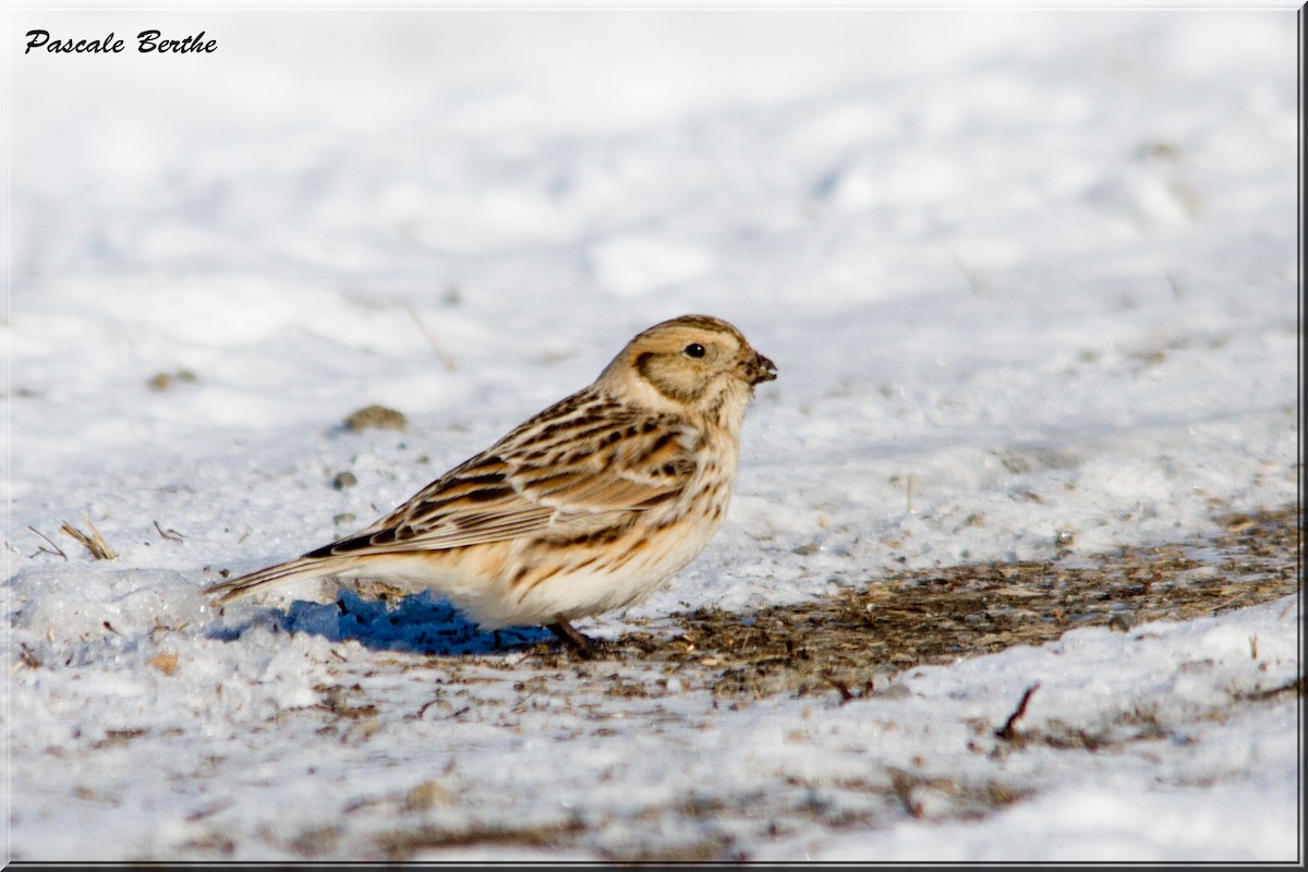 Lapland Longspur - ML554344301