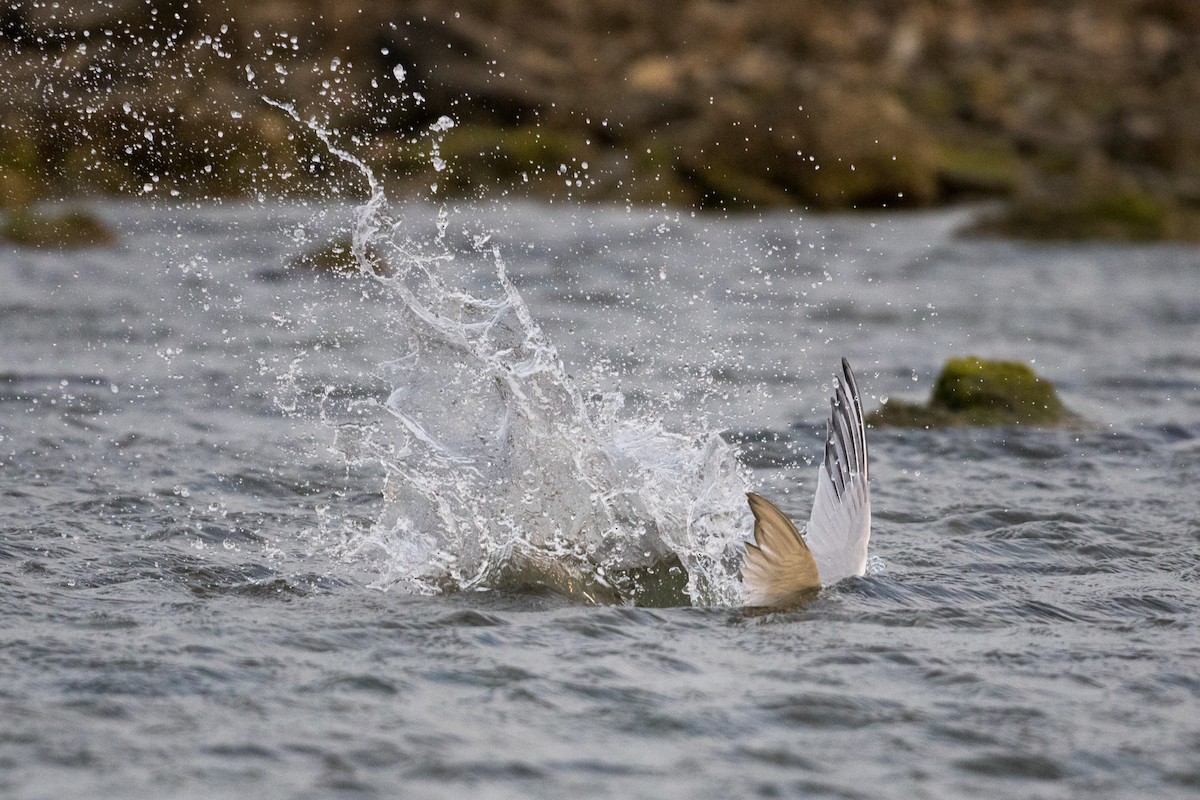 South American Tern - ML554344691