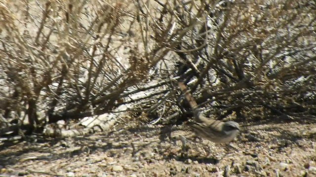 Sagebrush Sparrow - ML554345361