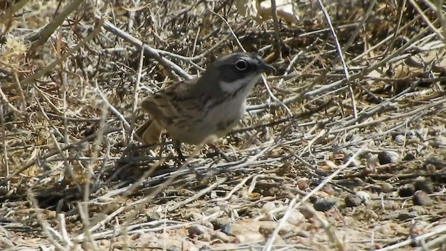 Sagebrush Sparrow - ML554345391