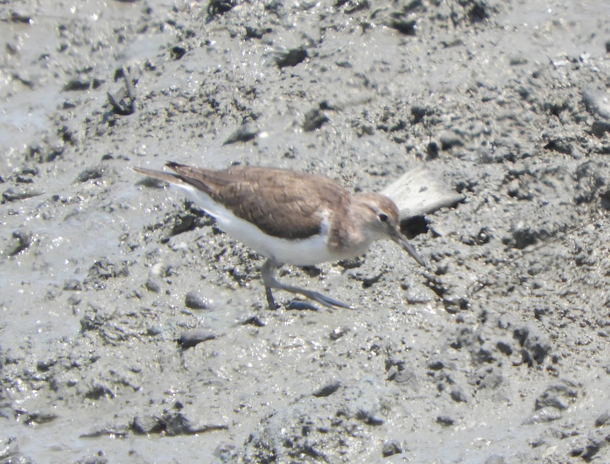 Common Sandpiper - ML554345871