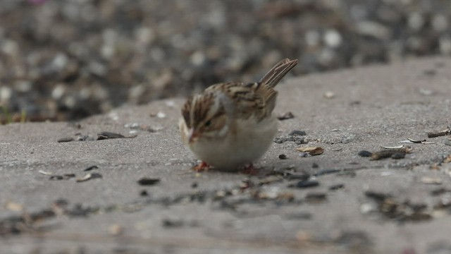Clay-colored Sparrow - ML554346171