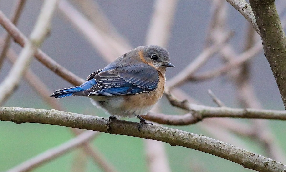 Eastern Bluebird - Debbie Parker