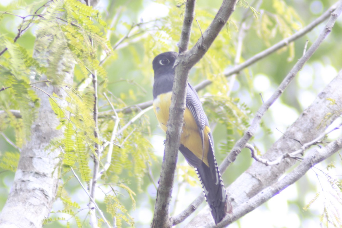 trogon podvazkový - ML554347511