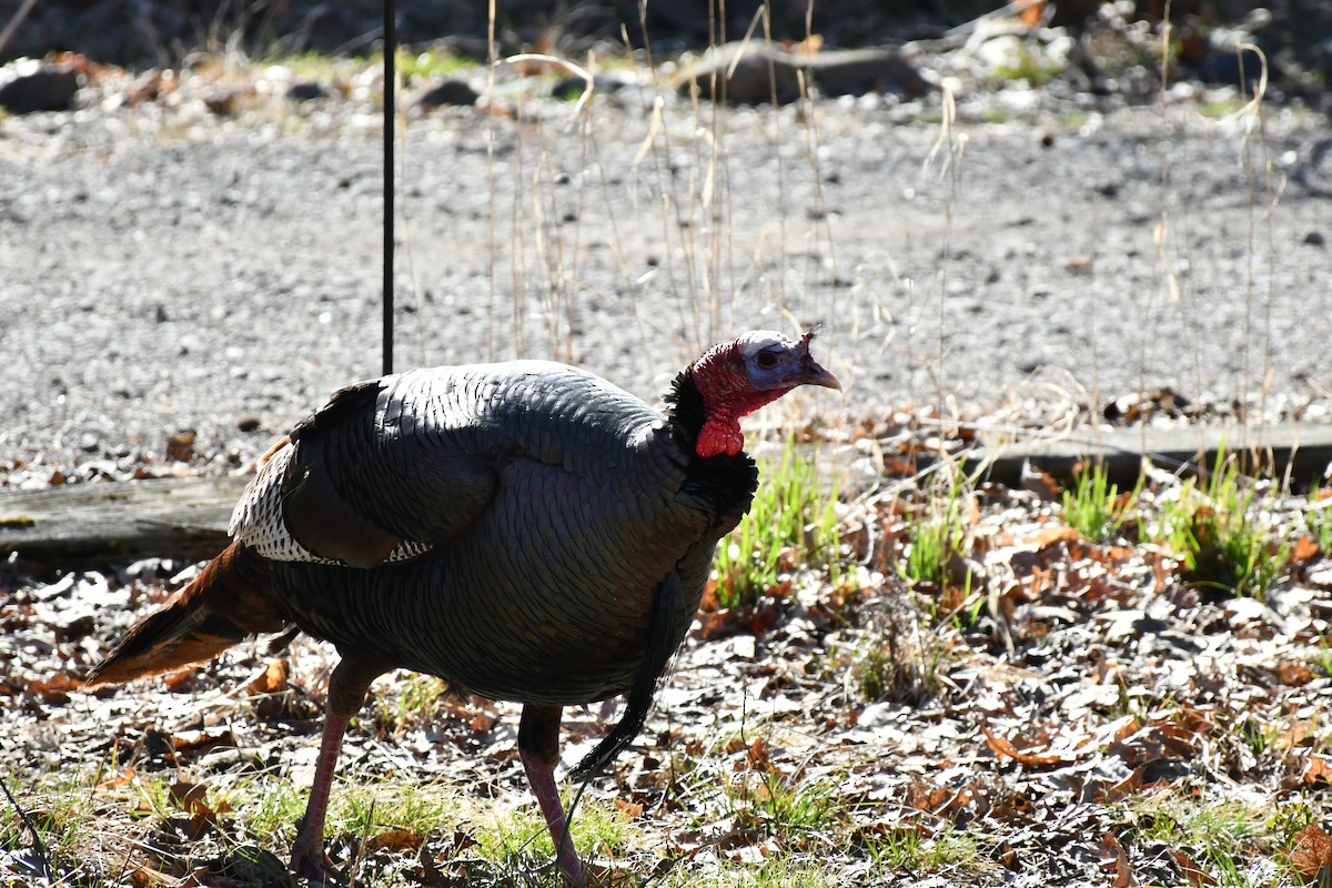 Wild Turkey - ML554347601