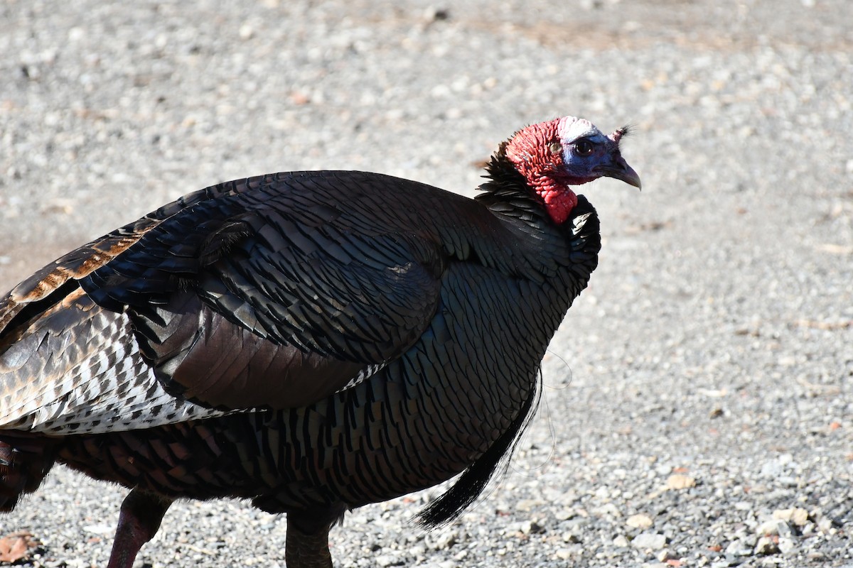 Wild Turkey - ML554347641