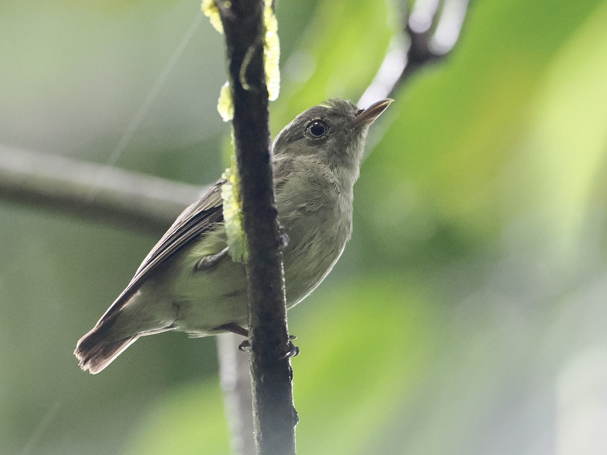 Dwarf Tyrant-Manakin - ML554347911